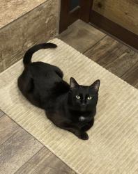 Lost Male Cat last seen Ice house west ( Gas station) , Jasper, AL 35501