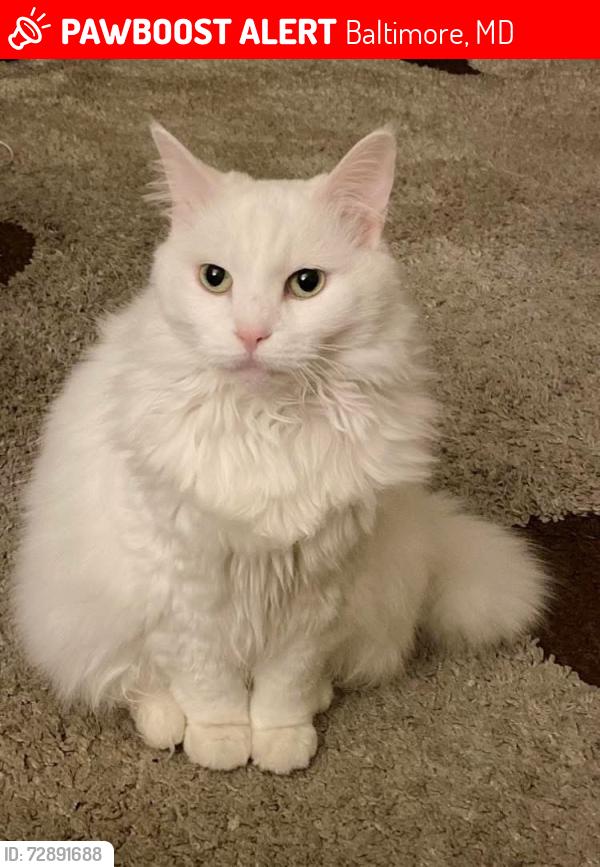 Lost Female Cat last seen Near Weldon Pl N, Baltimore, MD 21211
