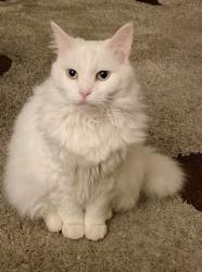 Lost Female Cat last seen Near Weldon Pl N, Baltimore, MD 21211