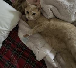 Lost Female Cat last seen Brentwood Dr and Rankin , Edmond, OK 73013