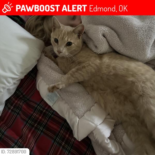 Lost Female Cat last seen Brentwood Dr and Rankin , Edmond, OK 73013