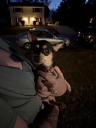 Reunited Female Dog last seen Belmont Hills apmts, Richmond, VA 23234