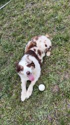Found/Stray Male Dog last seen Cooler bridge rd, Cooley Bridge Rd, SC 29669