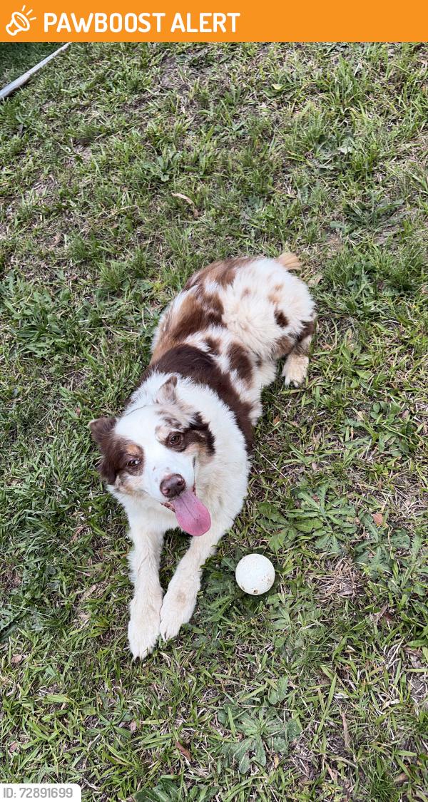 Found/Stray Male Dog last seen Cooler bridge rd, Cooley Bridge Rd, SC 29669