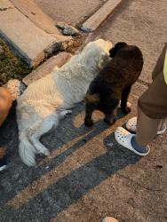 Reunited Male Dog last seen Near Earlmist Dr , Spring, TX 77373