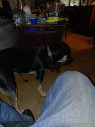 Lost Female Dog last seen Teen challenge , Pensacola, FL 32503