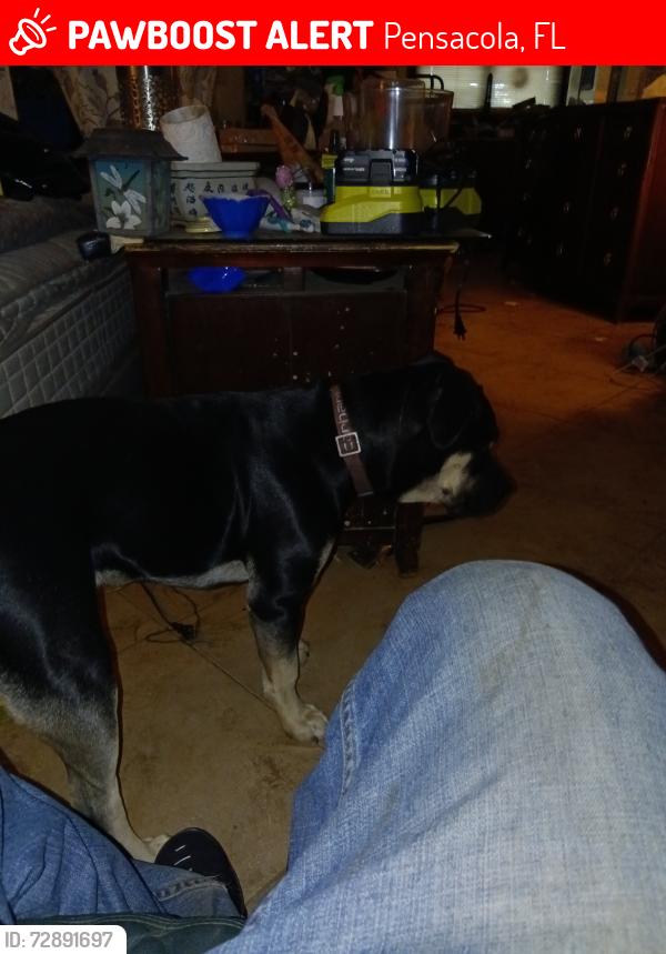 Lost Female Dog last seen Teen challenge , Pensacola, FL 32503