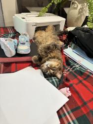 Lost Male Cat last seen Near citrus ave Fontana , Fontana, CA 92337