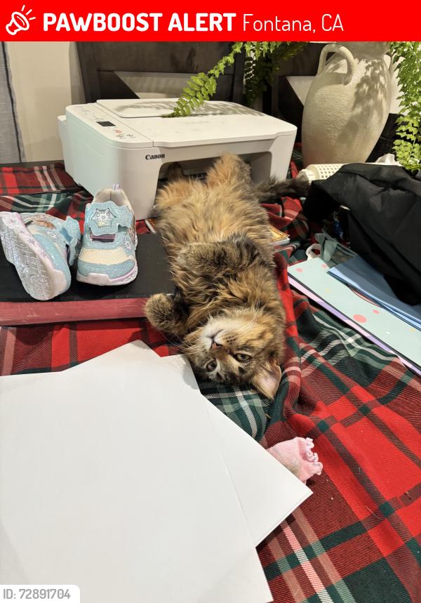 Lost Male Cat last seen Near citrus ave Fontana , Fontana, CA 92337