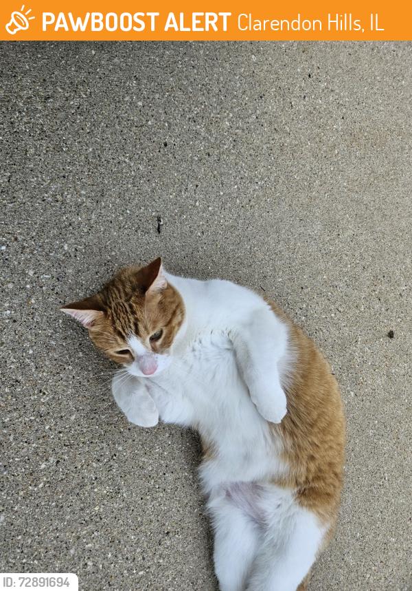 Found/Stray Unknown Cat last seen Clarendon Hills Rd and 58 th Street, Clarendon Hills, IL 60514