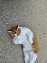 Found/Stray Unknown Cat last seen Clarendon Hills Rd and 58 th Street, Clarendon Hills, IL 60514