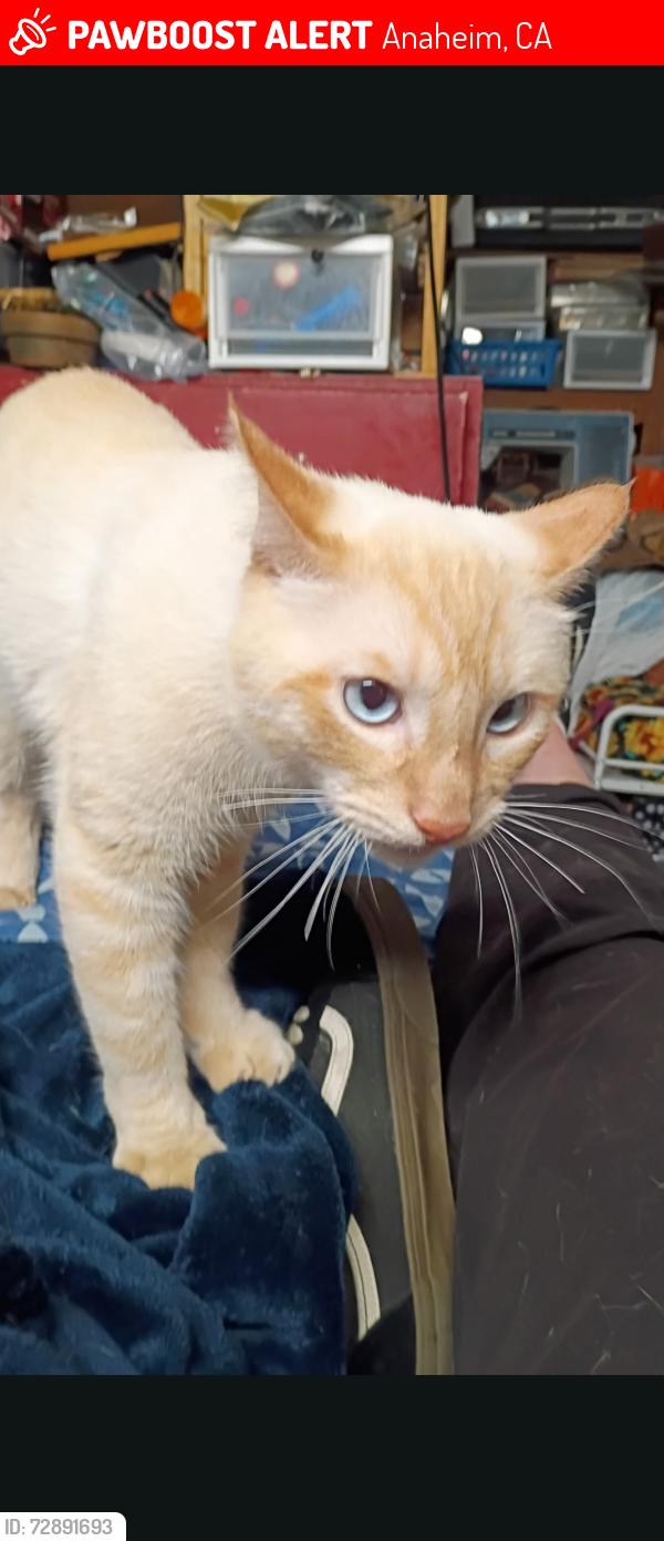 Lost Male Cat last seen La Palma ave. & n Fairview St, Anaheim, CA 92801
