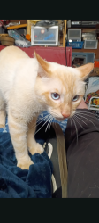 Lost Male Cat last seen La Palma ave. & n Fairview St, Anaheim, CA 92801