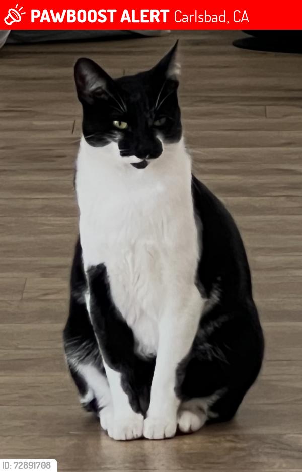 Lost Male Cat last seen Rancho Famosa, Paseo Monona, Carlsbad, CA 92009