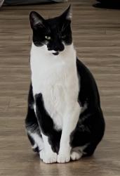 Lost Male Cat last seen Rancho Famosa, Paseo Monona, Carlsbad, CA 92009