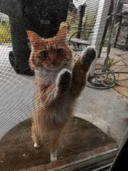 Found/Stray Unknown Cat last seen 124th right behind Skyview Elementary , Thornton, CO 80241