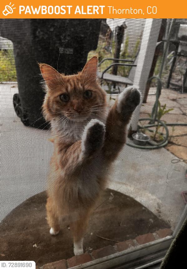 Found/Stray Unknown Cat last seen 124th right behind Skyview Elementary , Thornton, CO 80241