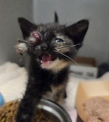 Shelter Stray Female Cat last seen Denett and El Capitain, Fresno Zone Fresno CO 2 93722, CA, Fresno, CA 93706