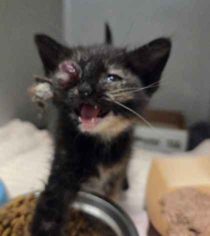 Shelter Stray Female Cat last seen Denett and El Capitain, Fresno Zone Fresno CO 2 93722, CA, Fresno, CA 93706
