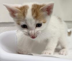 Shelter Stray Male Cat last seen Near Dante Drive, Oakland, CA, Oakland, CA 94601