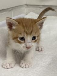 Shelter Stray Male Cat last seen Near Dante Drive, Oakland, CA, Oakland, CA 94601