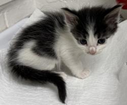 Shelter Stray Male Cat last seen Near Dante Drive, Oakland, CA, Oakland, CA 94601