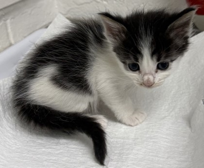 Shelter Stray Male Cat last seen Near Dante Drive, Oakland, CA, Oakland, CA 94601