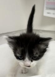 Shelter Stray Male Cat last seen Near Dante Drive, Oakland, CA, Oakland, CA 94601
