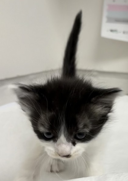 Shelter Stray Male Cat last seen Near Dante Drive, Oakland, CA, Oakland, CA 94601