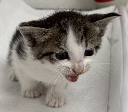 Shelter Stray Female Cat last seen Near Dante Drive, Oakland, CA, Oakland, CA 94601