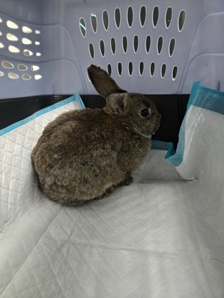 Shelter Stray Male Rabbit last seen Oakland, CA 94606, Oakland, CA 94601