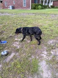 Found/Stray Female Dog last seen Oakridge Lane and Big Eddy, Smith County, TX 75762