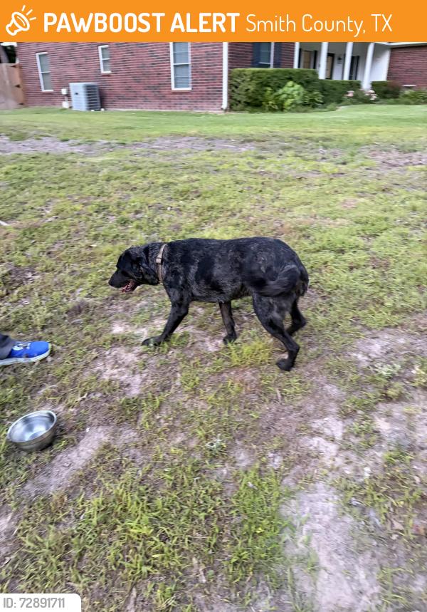 Found/Stray Female Dog last seen Oakridge Lane and Big Eddy, Smith County, TX 75762