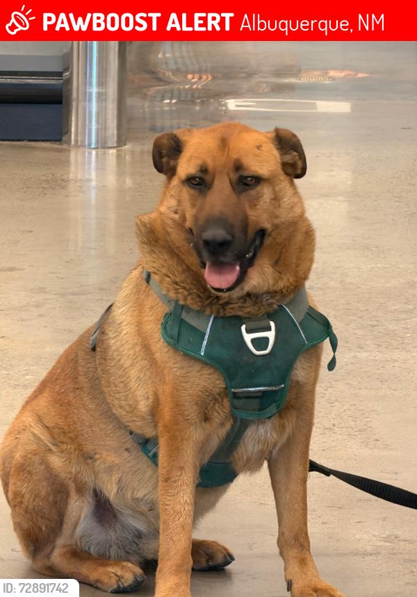 Lost Male Dog last seen Lomas and San Perdo , Albuquerque, NM 87110