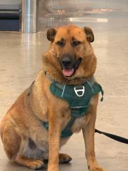 Lost Male Dog last seen Lomas and San Perdo , Albuquerque, NM 87110