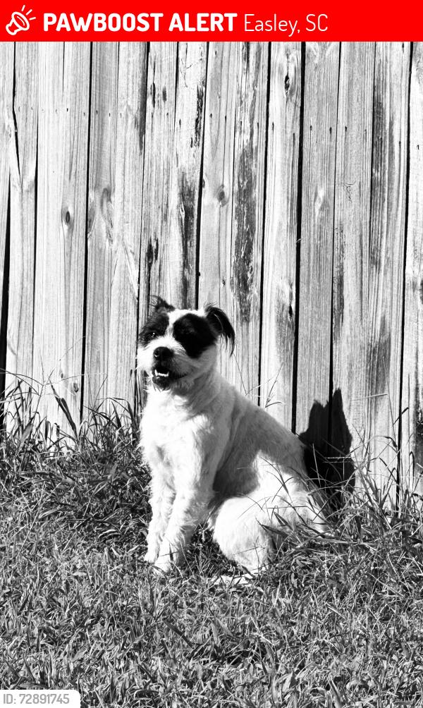 Lost Female Dog last seen Woodside mill, Easley, SC 29640