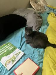 Lost Female Cat last seen Harding Elementary School , El Cerrito, CA 94530