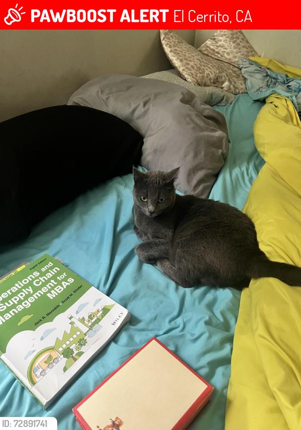 Lost Female Cat last seen Harding Elementary School , El Cerrito, CA 94530