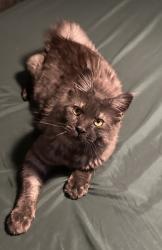 Reunited Male Cat last seen 10th, Junction City, OR 97448