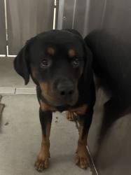 Shelter Stray Male Dog last seen Near S Veron Avenue, DEER PARK, WA, 99006, Spokane, WA 99212