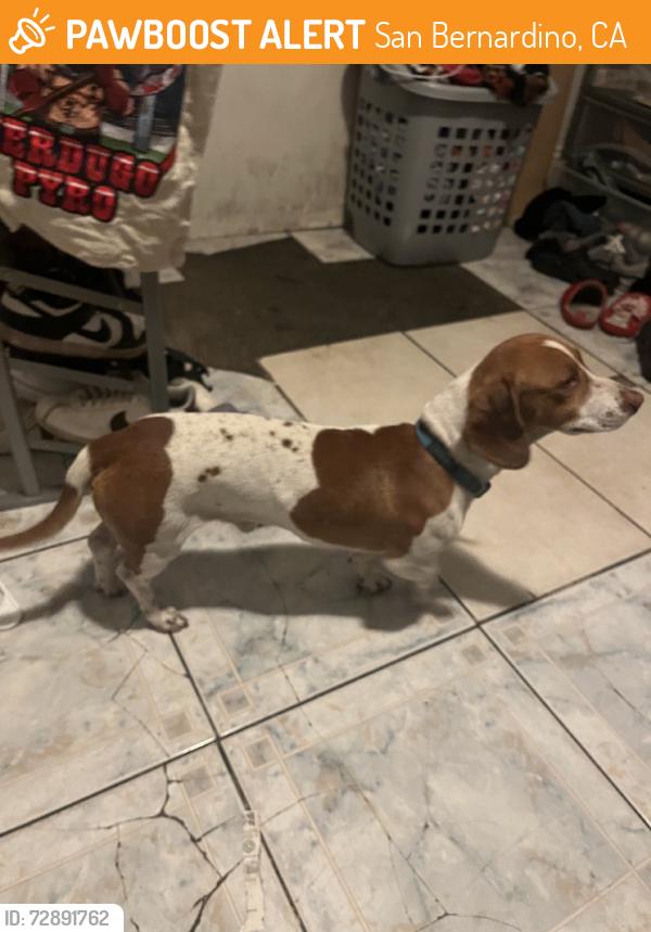 Found/Stray Male Dog last seen W 6th st san bernardino, San Bernardino, CA 92401