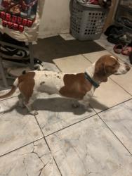 Found/Stray Male Dog last seen W 6th st san bernardino, San Bernardino, CA 92401