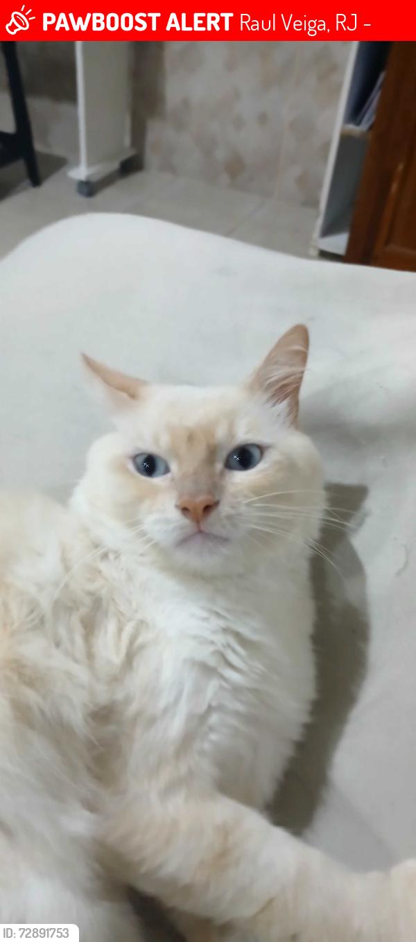 Deceased Male Cat last seen Rus de esquina com a rua leoncio quintes, Raul Veiga, RJ 24710-680