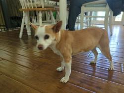 Lost Female Dog last seen Palm Ave & Division St, National City, National City, CA 91950