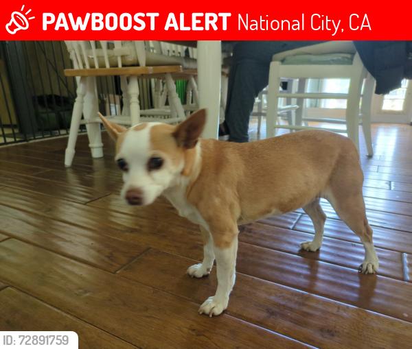 Lost Female Dog last seen Palm Ave & Division St, National City, National City, CA 91950