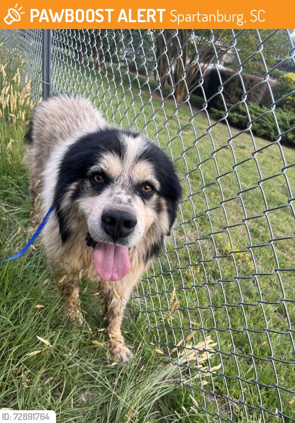 Found/Stray Male Dog last seen Milliken Arboretum , Spartanburg, SC 29303