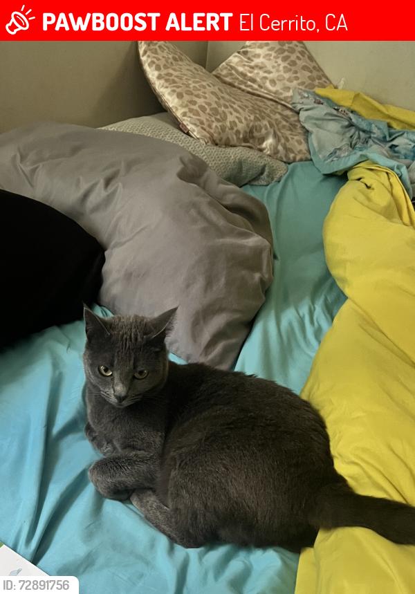 Lost Female Cat last seen Harding Elementary School , El Cerrito, CA 94530
