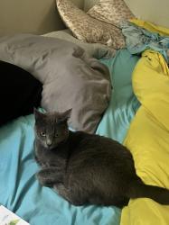 Lost Female Cat last seen Harding Elementary School , El Cerrito, CA 94530