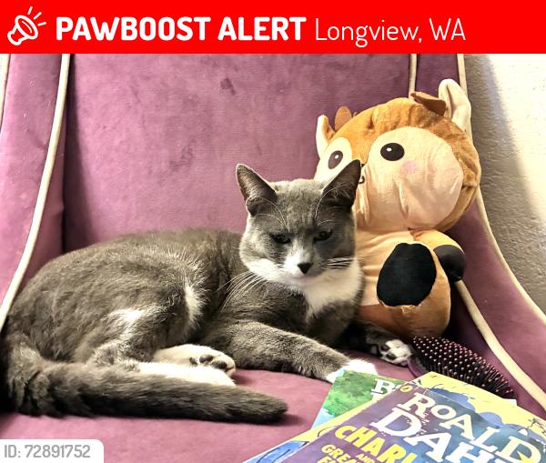 Lost Male Cat last seen May have been taken out of area, Longview, WA 98632