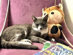 Lost Male Cat last seen May have been taken out of area, Longview, WA 98632